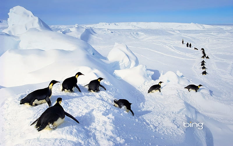 Emperor penguins tobogganing Aptenodytes forsteri Antarctica, Forsteri, Antarctica, Emperor, Penguins, Aptenodytes, Tobogganing, HD wallpaper