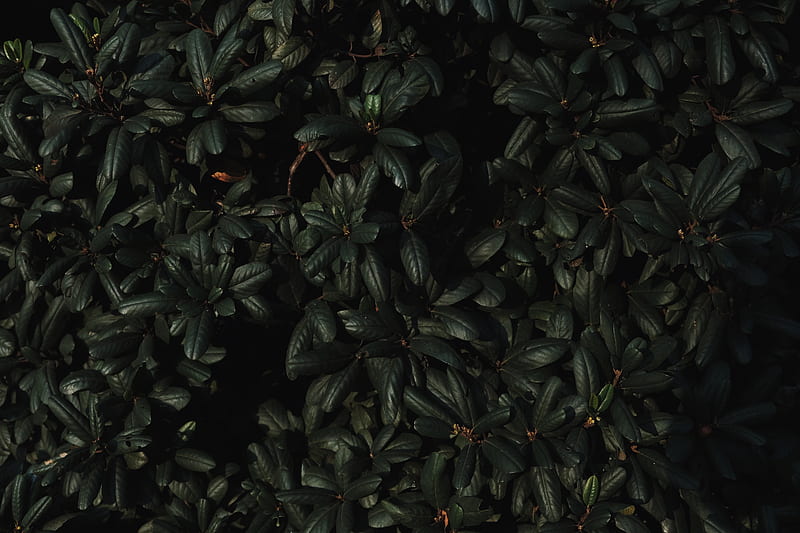 leaves, branches, dark, plant, green, HD wallpaper