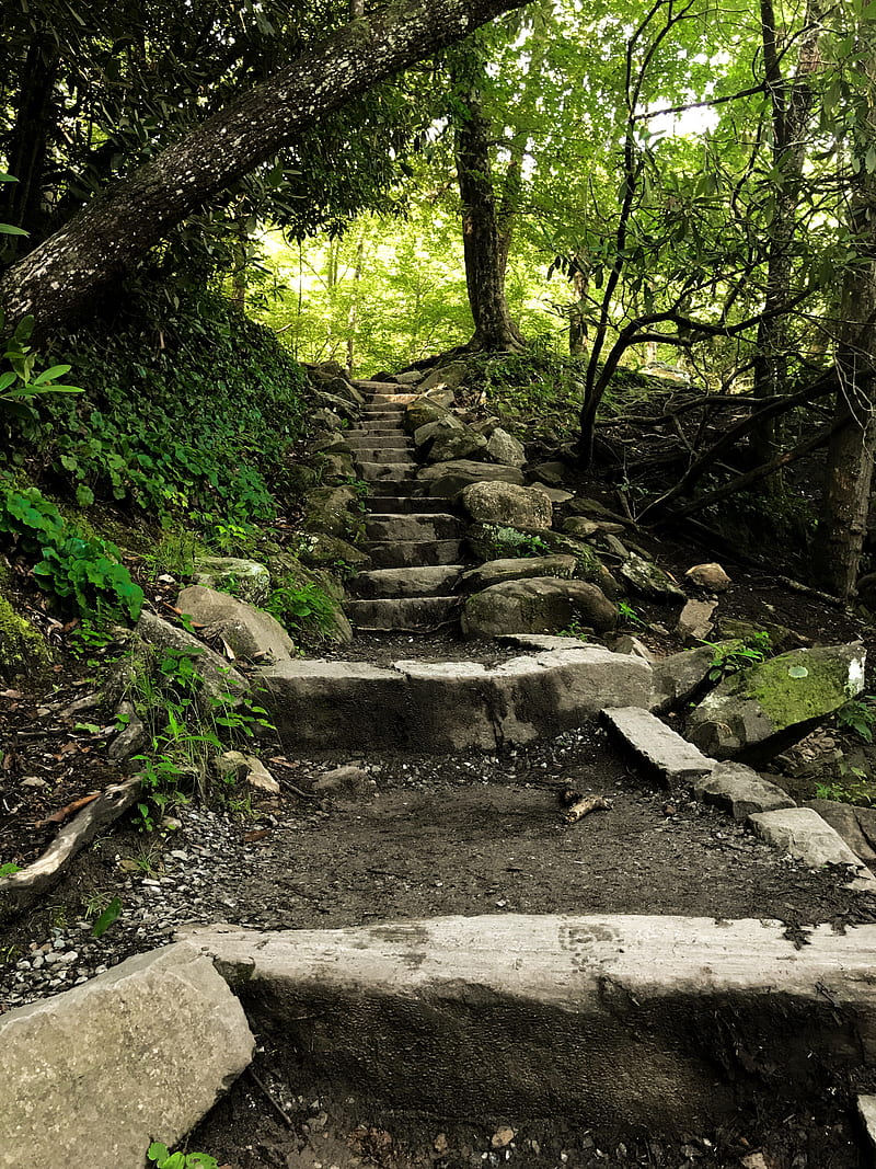 Green stairs, forest, green, hiking, nature, plants, ruins, stairs, stone, stone green brown, trail, HD phone wallpaper