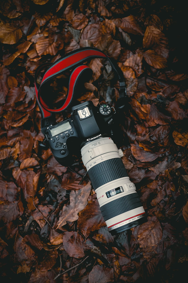 camera, lens, leaves, HD phone wallpaper