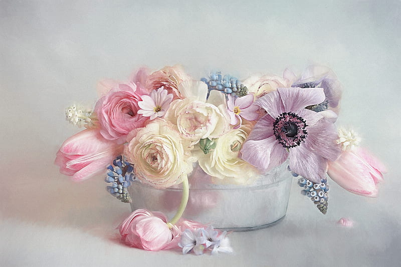 Still life, life, pink, flower, still, pastel, anemone, HD wallpaper