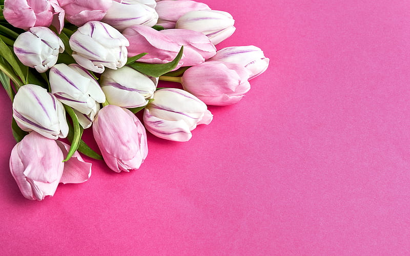 pink tulips, spring flowers, tulips on a pink background, beautiful flowers, tulips, spring, HD wallpaper
