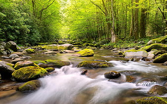 Spring Forest Glare River 2020 Nature Scenery, HD wallpaper | Peakpx