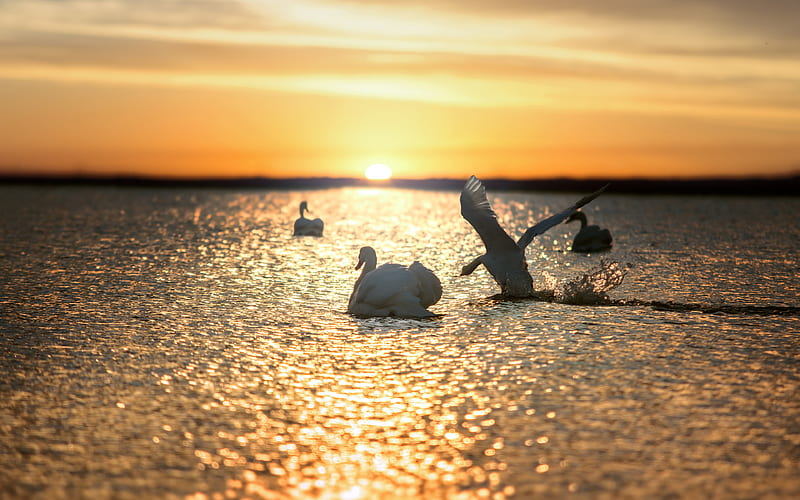 sunset, white swans, beautiful white birds, lake, waves, take-off of a swan, HD wallpaper