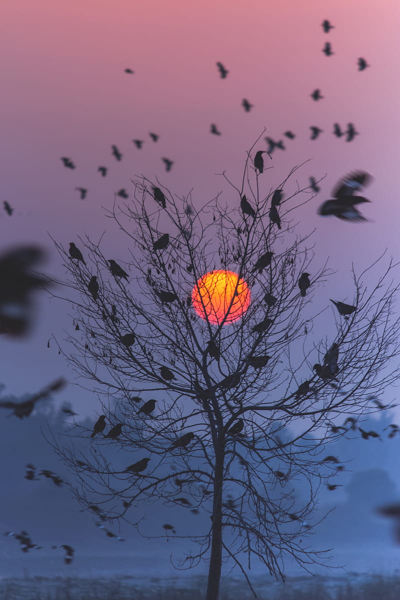 Birds on a tree, branches, nature, sunset, HD phone wallpaper | Peakpx