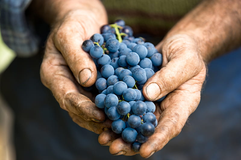 Grapes, fruit, autumn, struguri, toamna, hand, blue, HD wallpaper
