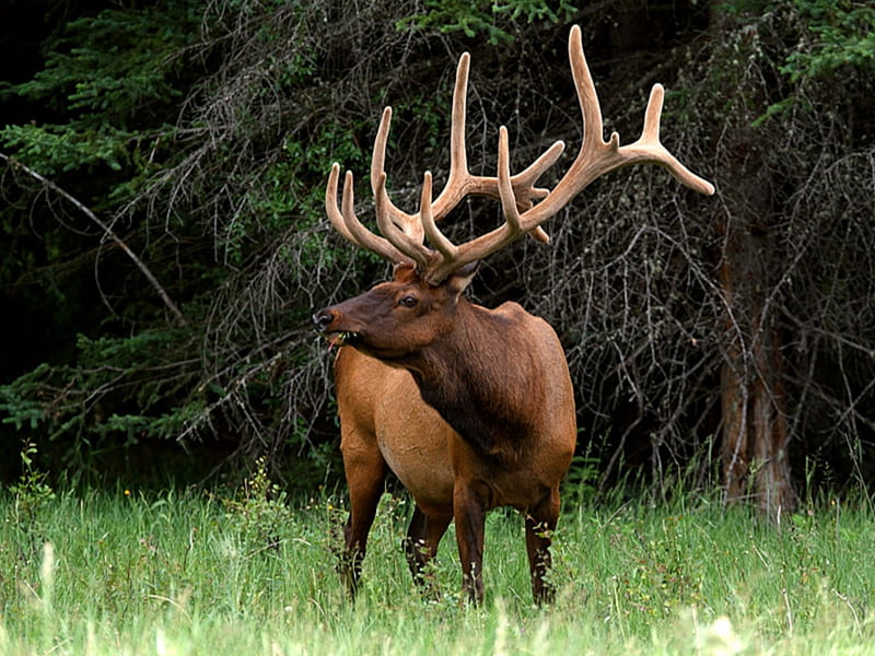 Bull Elk, antlers, male, elk, bull, rack, HD wallpaper