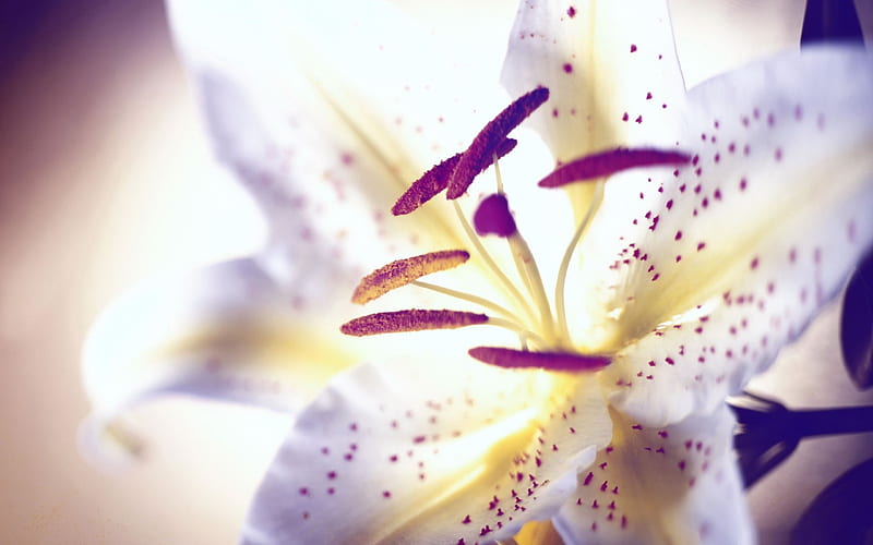 white tiger lily-Amazing Flowers graphy, HD wallpaper