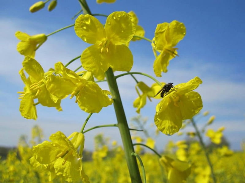 Mustard flower, mutard, flower, yellow, spring, field, HD wallpaper