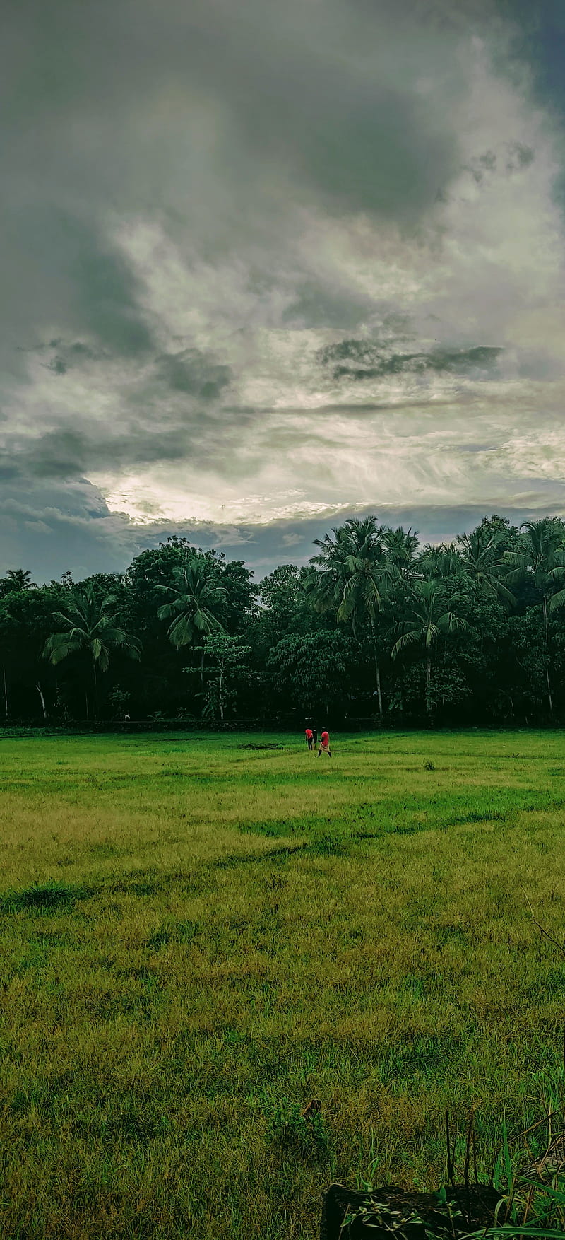 Green field, clouds, evening, field, green, kerala, monsoon, natural,  nature, HD phone wallpaper | Peakpx