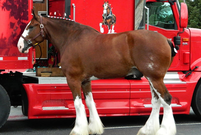 Budweiser Clydesdale F, equine, bonito, Budweiser, horse, animal, graphy, Clydesdale, wide screen, HD wallpaper