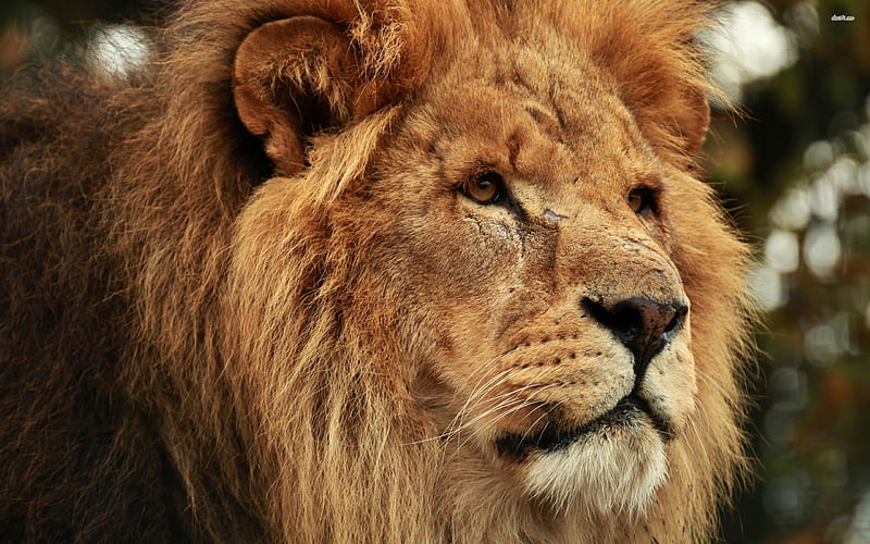 gazing lion, feline, cat, lion, animal, HD wallpaper