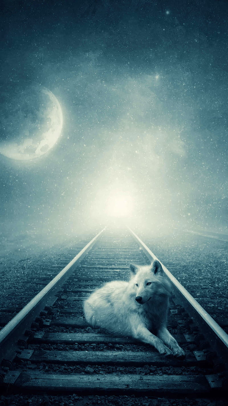 Lonely wolf, animal, fantasy, moon, train track, HD phone wallpaper