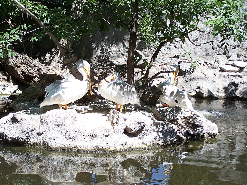 Pelicans Tautphaus Park Zoo, Sightseeing, Places to Go, Zoos, Birds, HD wallpaper