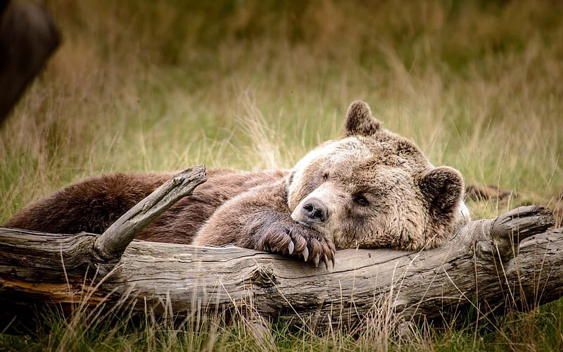 brown bear, nature, sleeping, HD wallpaper