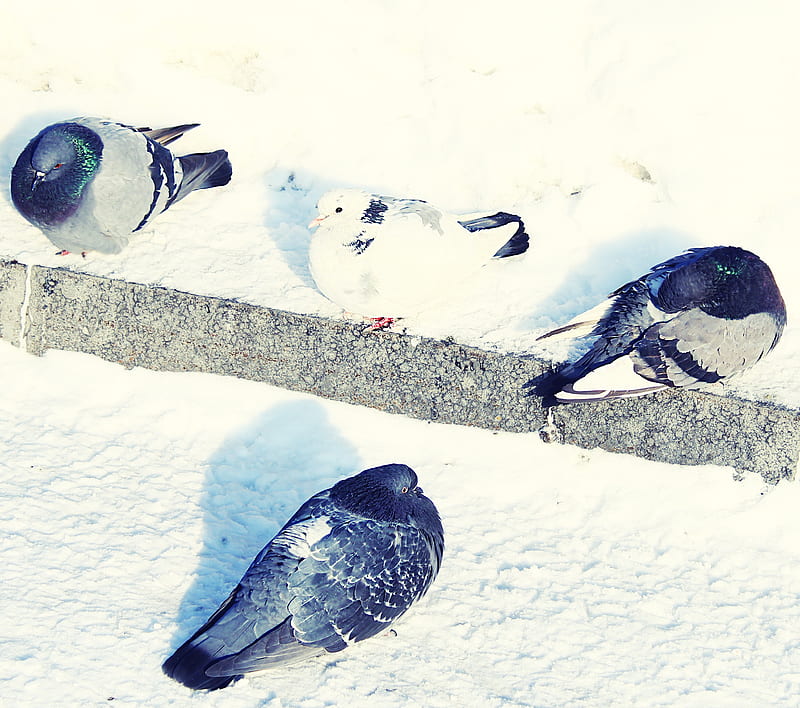 Winter Pigeons, birds, pigeons, white, winter, HD wallpaper