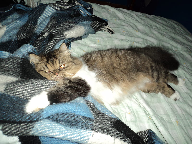 Lazy Bianca, kittie, lazy, gris, white, cat, bed, HD wallpaper