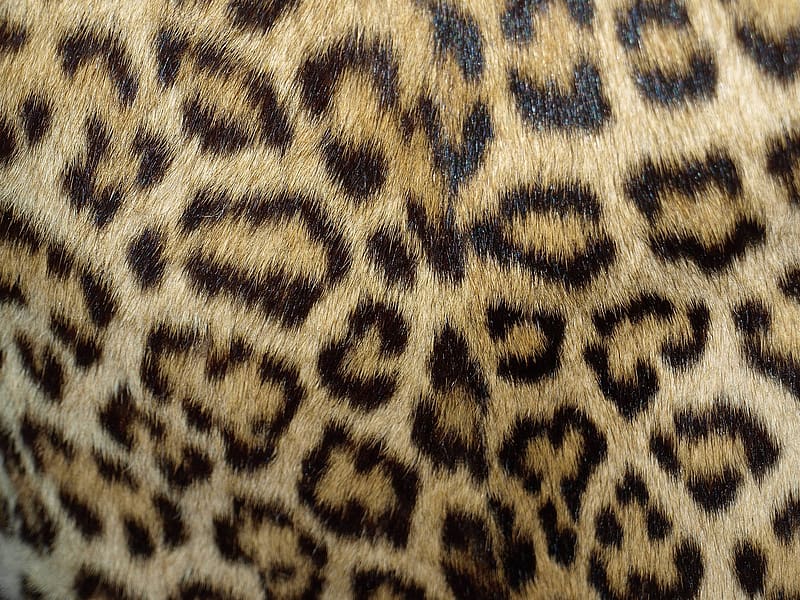 Leopard Skin Background High Quality And Transparent PNG Clipart, HD wallpaper