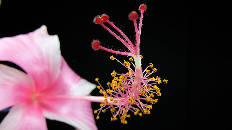Pink Hibiscus Flower Close-up graphy, HD wallpaper