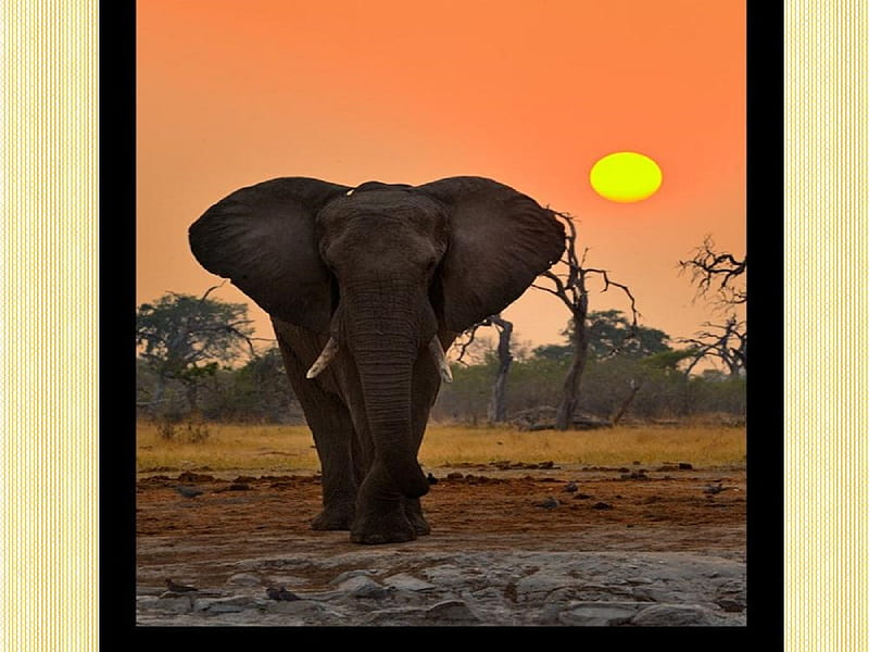 The Majestic King of the Africa, large ears, tusks, sunset, Bull Elephant, african bush, africa, HD wallpaper