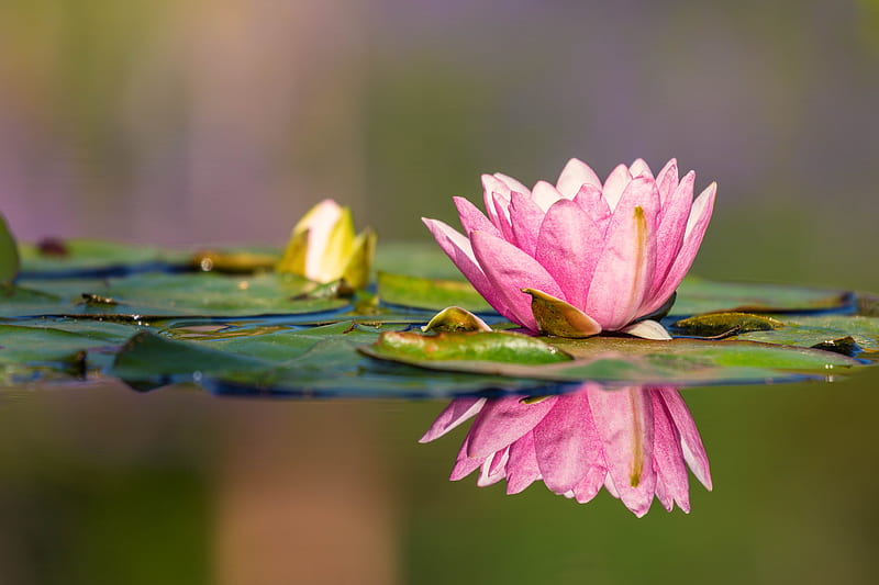 Flowers, Water Lily, Pink Flower, Reflection, Water, HD wallpaper