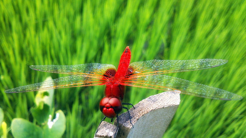 Red Dragon Fly, red, grasshopper, bird, Animal, Dragonfly, nature, HD wallpaper