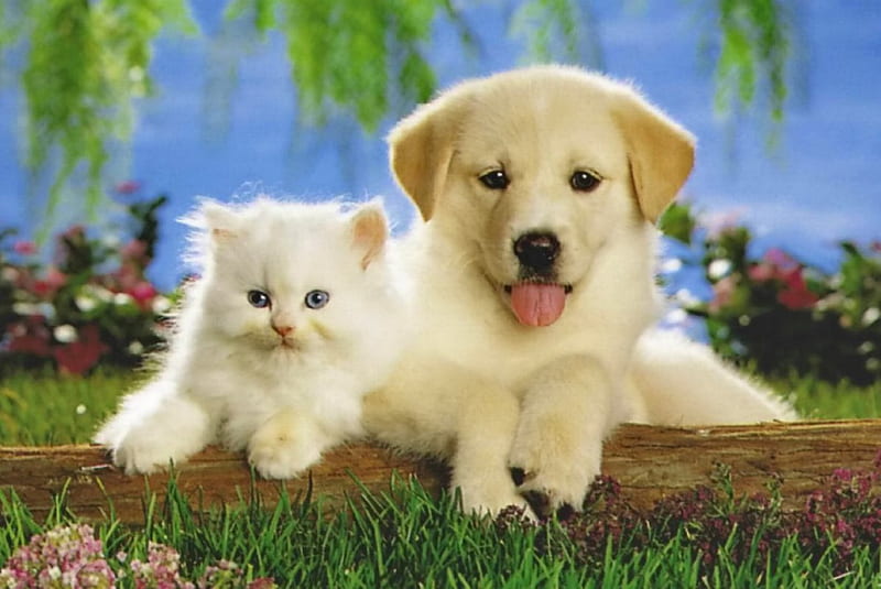 cute dog and cat friends