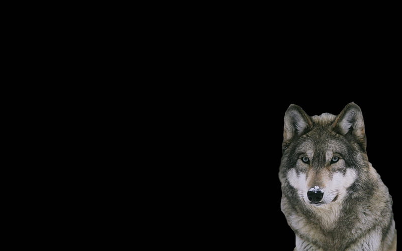 A wolf, friendship, quotes, pack, dog, lobo, arctic, maned wolf nature, black, abstract, winter, timber, snow, wolf , wolfrunning, wolf, white, lone wolf, howling, wild animal black, howl, canine, wolf pack, solitude, gris, the pack, mythical, majestic, wisdom beautiful, spirit, canis lupus, grey wolf, wolves, wisdom, HD wallpaper