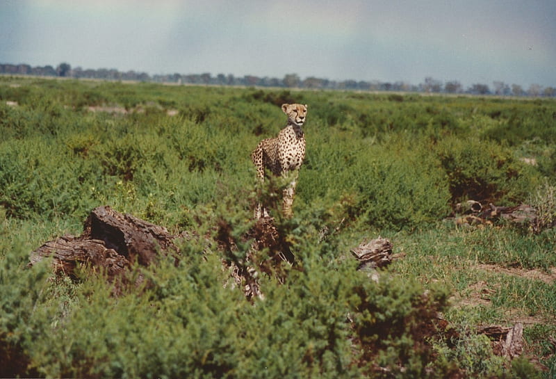 Kenyan cheetah under rainbow, Rainbow, Cheetah, Brushland, Tsavo East and West National Parks, Amboseli National Park, Kenya, HD wallpaper
