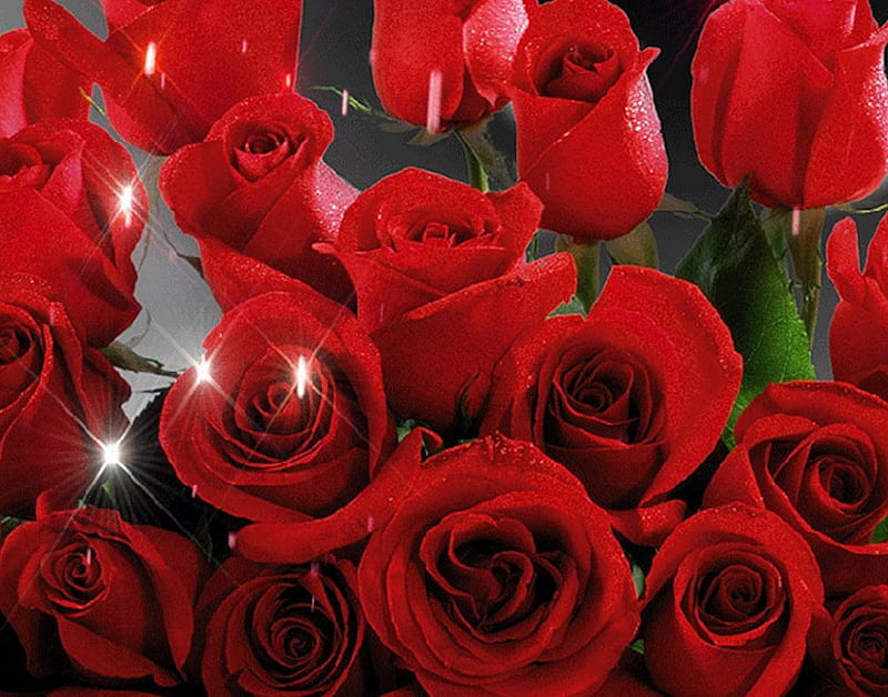 Red Roses and Buds, red, flowers, nature, drops, roses, buds, HD ...