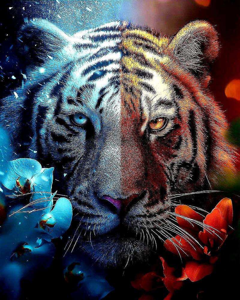Moath bataineh, animals, black, fairies, fairy, lion, tiger, tiger, white, HD phone wallpaper