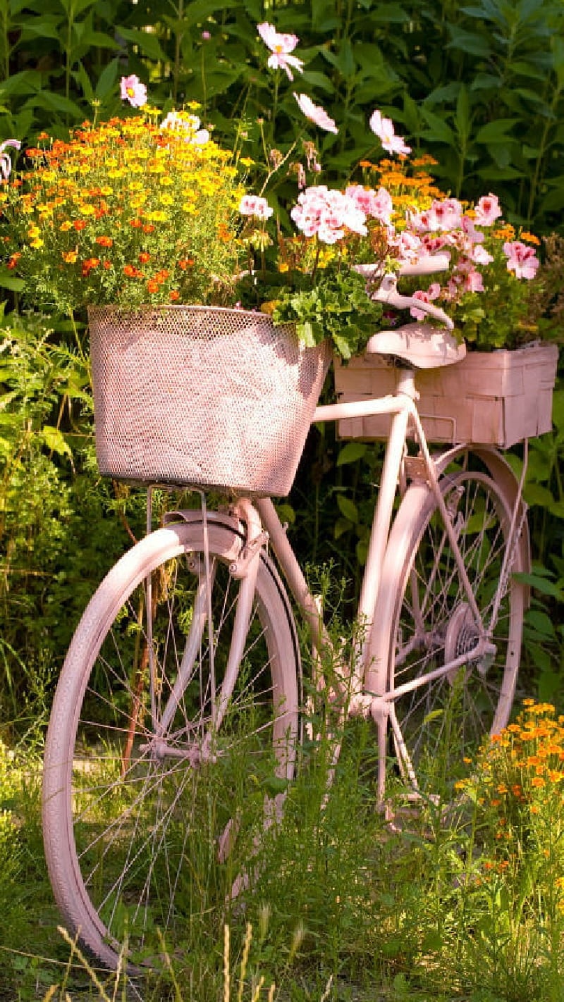 Flower Basket, vintage, bicycle, pink, flower pot, flowers, spring, HD phone wallpaper