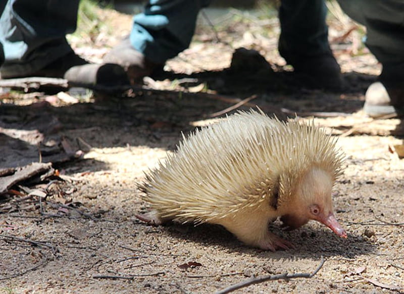 Albino Echidna, Echidna, Anteater, Animals, Albino, HD wallpaper