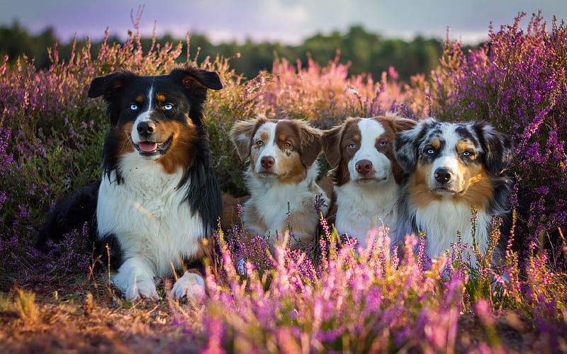 Aussie Australian Shepherd, cute animals, dogs, field, HD wallpaper