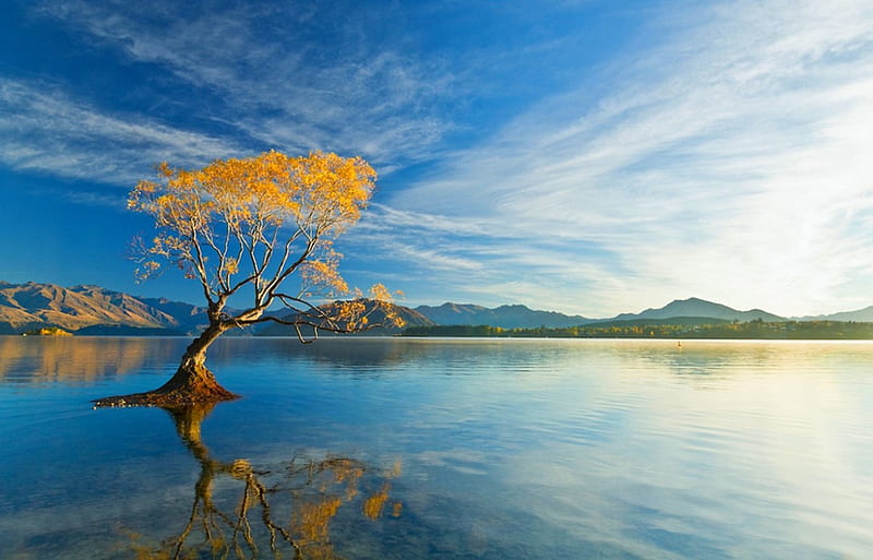 The Drowned Willow Tree At Lake Wanaka, morning calm, mountains, New Zealand, bonito, sunrise, blue sky, trees, lake, HD wallpaper