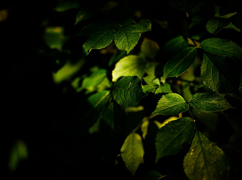 Shadows and Highlights Ultra, Nature, Forests, artistic, graphy, greenery, leaves, HD wallpaper