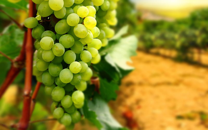 Vineyard, grapes, green, vineyards, brown, nature, white, HD wallpaper