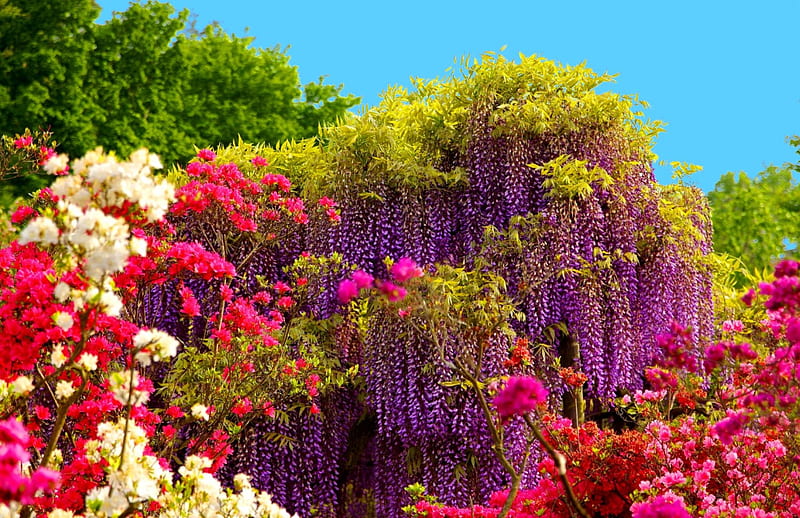 Flowers beauty, pretty, colorful, lovely, scent, bonito, roses, fragrance, wisteria, tree, beauty, HD wallpaper