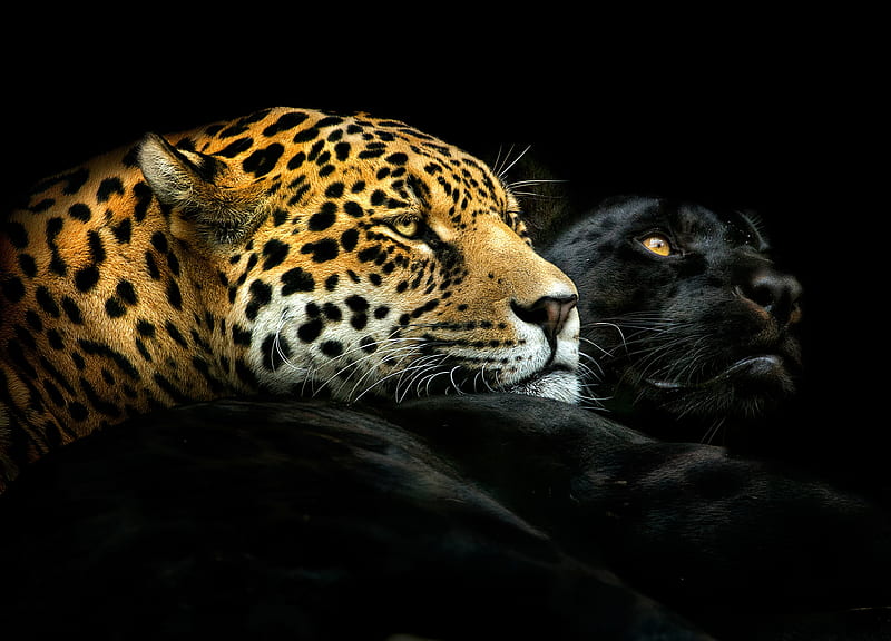 off on, panther, leopard, to, jaguar, black, wild, animals, HD wallpaper