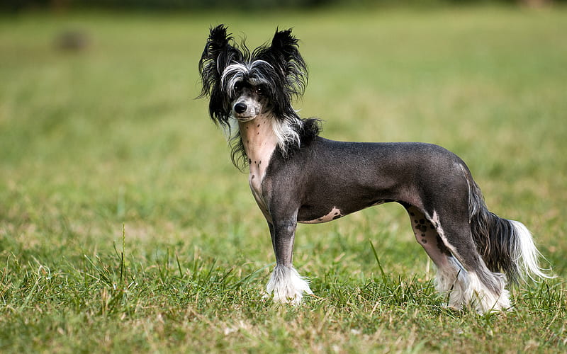 Chinese Crested Dog, hairless breed of dog gray dog, exotic breeds of dogs, pets, dogs, HD wallpaper