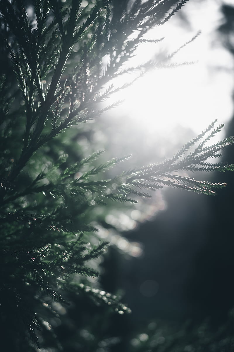 branch, pine, blur, macro, sunlight, HD phone wallpaper
