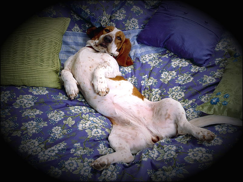 Funny-Dog, funny, omg thought my basset was only 1 who laid like this, dog, HD wallpaper