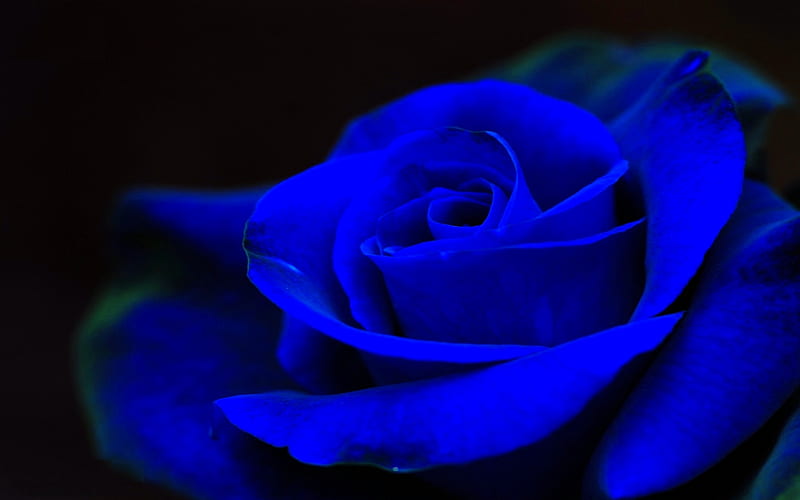 BLUE ROSE, single, close up, rose, blue, HD wallpaper | Peakpx