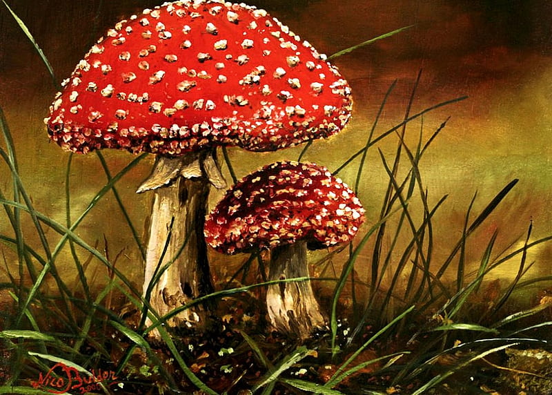 Fly Mushrooms, red, painting, white, artwork, hat, HD wallpaper