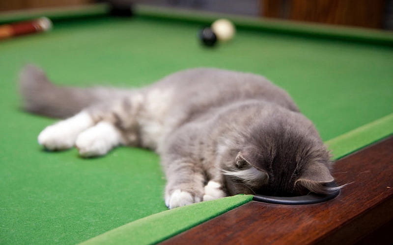 Sleeping or Searching ?, cute, table, balls, billiard, well, cat, looking, sleeping, HD wallpaper
