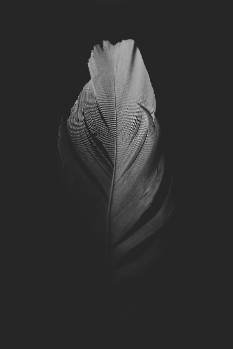 feather, macro, bw, dark, HD phone wallpaper