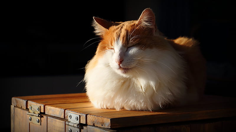 White Brown Sleepy Cat Is Sitting On Wooden Box Cat, HD wallpaper