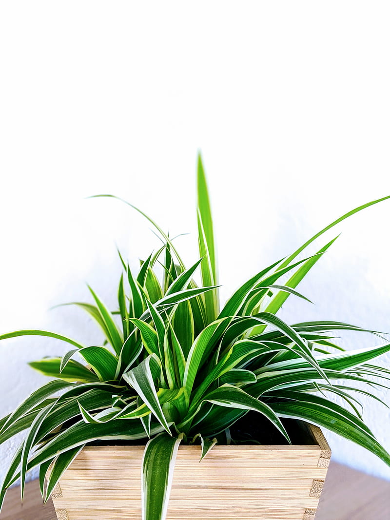 green plant on brown clay pot, HD phone wallpaper