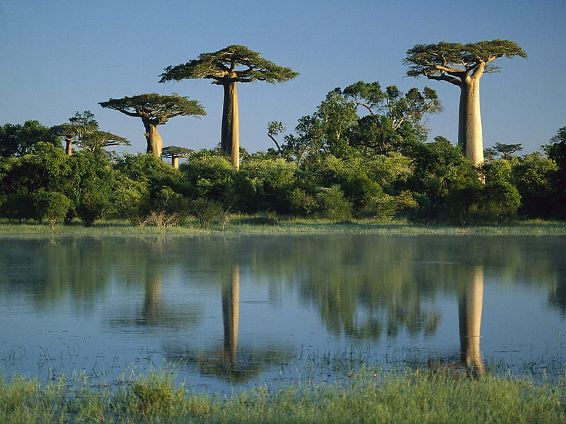 Baobab Trees, Morondava, Madagascar, March, baobabs, morondava, madagascar, nature, trees, march, HD wallpaper