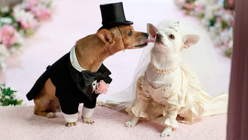 Chihuahua wedding dress sale